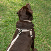 Peitoral para Cachorro Step In Aquarela Areia